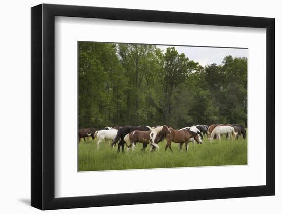 USA, Tennessee, Great Smoky Mountains National Park. Horses in Cade's Cove Pasture-Jaynes Gallery-Framed Photographic Print