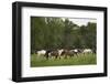 USA, Tennessee, Great Smoky Mountains National Park. Horses in Cade's Cove Pasture-Jaynes Gallery-Framed Photographic Print