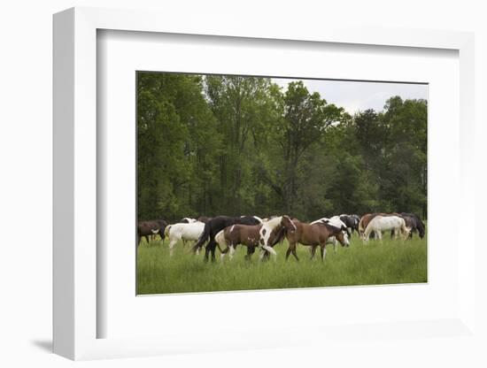 USA, Tennessee, Great Smoky Mountains National Park. Horses in Cade's Cove Pasture-Jaynes Gallery-Framed Photographic Print