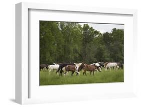 USA, Tennessee, Great Smoky Mountains National Park. Horses in Cade's Cove Pasture-Jaynes Gallery-Framed Photographic Print