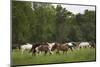 USA, Tennessee, Great Smoky Mountains National Park. Horses in Cade's Cove Pasture-Jaynes Gallery-Mounted Photographic Print