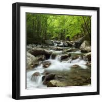 USA, Tennessee, Great Smoky Mountains National Park. Little Pigeon River at Greenbrier-Ann Collins-Framed Photographic Print