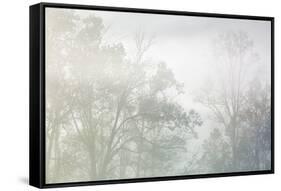 USA, Tennessee, Great Smoky Mountains National Park. Morning fog in Cades Cove-Ann Collins-Framed Stretched Canvas