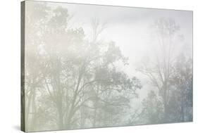 USA, Tennessee, Great Smoky Mountains National Park. Morning fog in Cades Cove-Ann Collins-Stretched Canvas
