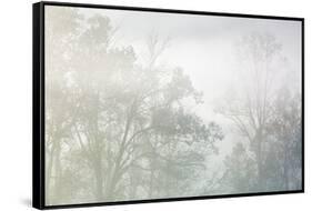 USA, Tennessee, Great Smoky Mountains National Park. Morning fog in Cades Cove-Ann Collins-Framed Stretched Canvas