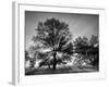 USA, Tennessee, Great Smoky Mountains National Park, Sunrise Through Fog and Trees at Cades Cove-Ann Collins-Framed Photographic Print