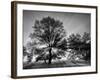 USA, Tennessee, Great Smoky Mountains National Park, Sunrise Through Fog and Trees at Cades Cove-Ann Collins-Framed Photographic Print