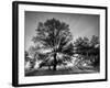 USA, Tennessee, Great Smoky Mountains National Park, Sunrise Through Fog and Trees at Cades Cove-Ann Collins-Framed Photographic Print