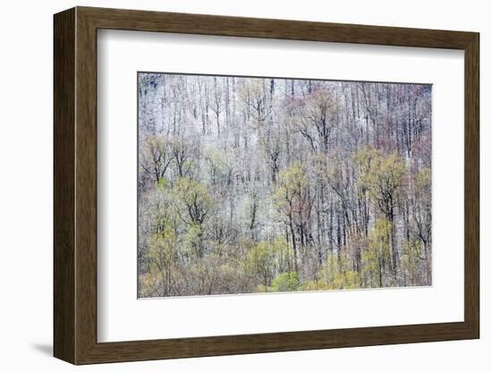 USA, Tennessee. Great Smoky Mountains National Park with late springtime snow-Darrell Gulin-Framed Photographic Print