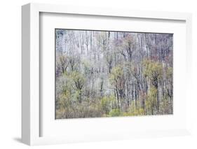 USA, Tennessee. Great Smoky Mountains National Park with late springtime snow-Darrell Gulin-Framed Photographic Print