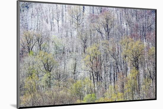 USA, Tennessee. Great Smoky Mountains National Park with late springtime snow-Darrell Gulin-Mounted Photographic Print