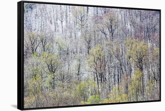 USA, Tennessee. Great Smoky Mountains National Park with late springtime snow-Darrell Gulin-Framed Stretched Canvas