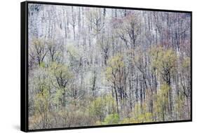 USA, Tennessee. Great Smoky Mountains National Park with late springtime snow-Darrell Gulin-Framed Stretched Canvas