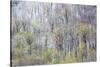 USA, Tennessee. Great Smoky Mountains National Park with late springtime snow-Darrell Gulin-Stretched Canvas