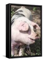 USA, Tennessee. Happy pig.-Trish Drury-Framed Stretched Canvas