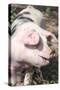 USA, Tennessee. Happy pig.-Trish Drury-Stretched Canvas