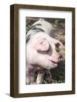 USA, Tennessee. Happy pig.-Trish Drury-Framed Photographic Print