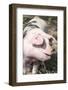 USA, Tennessee. Happy pig.-Trish Drury-Framed Photographic Print