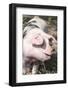 USA, Tennessee. Happy pig.-Trish Drury-Framed Photographic Print