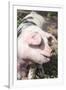 USA, Tennessee. Happy pig.-Trish Drury-Framed Photographic Print