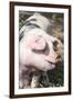 USA, Tennessee. Happy pig.-Trish Drury-Framed Photographic Print