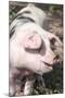 USA, Tennessee. Happy pig.-Trish Drury-Mounted Photographic Print