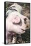 USA, Tennessee. Happy pig.-Trish Drury-Framed Stretched Canvas