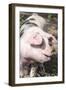 USA, Tennessee. Happy pig.-Trish Drury-Framed Photographic Print