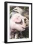 USA, Tennessee. Happy pig.-Trish Drury-Framed Photographic Print