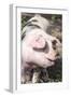 USA, Tennessee. Happy pig.-Trish Drury-Framed Photographic Print