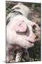 USA, Tennessee. Happy pig.-Trish Drury-Mounted Photographic Print