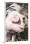 USA, Tennessee. Happy pig.-Trish Drury-Framed Photographic Print