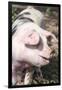 USA, Tennessee. Happy pig.-Trish Drury-Framed Photographic Print