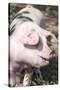 USA, Tennessee. Happy pig.-Trish Drury-Stretched Canvas