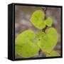 USA, Tennessee. Heart-Shaped Vine Leaves-Don Paulson-Framed Stretched Canvas