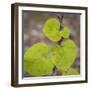 USA, Tennessee. Heart-Shaped Vine Leaves-Don Paulson-Framed Photographic Print