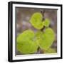 USA, Tennessee. Heart-Shaped Vine Leaves-Don Paulson-Framed Photographic Print