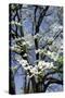USA, Tennessee, Nashville. Flowering dogwood tree at The Hermitage.-Cindy Miller Hopkins-Stretched Canvas