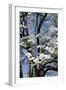 USA, Tennessee, Nashville. Flowering dogwood tree at The Hermitage.-Cindy Miller Hopkins-Framed Photographic Print