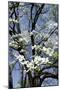 USA, Tennessee, Nashville. Flowering dogwood tree at The Hermitage.-Cindy Miller Hopkins-Mounted Photographic Print
