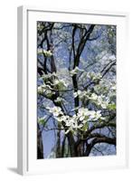 USA, Tennessee, Nashville. Flowering dogwood tree at The Hermitage.-Cindy Miller Hopkins-Framed Photographic Print