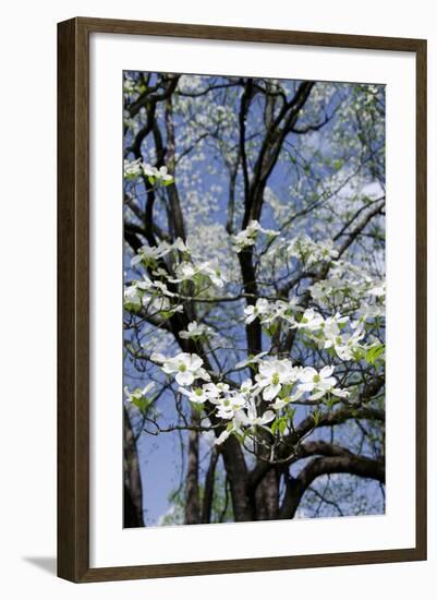 USA, Tennessee, Nashville. Flowering dogwood tree at The Hermitage.-Cindy Miller Hopkins-Framed Photographic Print
