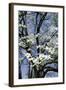 USA, Tennessee, Nashville. Flowering dogwood tree at The Hermitage.-Cindy Miller Hopkins-Framed Photographic Print