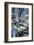 USA, Tennessee, Nashville. Flowering dogwood tree at The Hermitage.-Cindy Miller Hopkins-Framed Photographic Print