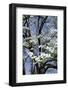 USA, Tennessee, Nashville. Flowering dogwood tree at The Hermitage.-Cindy Miller Hopkins-Framed Photographic Print