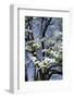 USA, Tennessee, Nashville. Flowering dogwood tree at The Hermitage.-Cindy Miller Hopkins-Framed Photographic Print