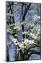 USA, Tennessee, Nashville. Flowering dogwood tree at The Hermitage.-Cindy Miller Hopkins-Mounted Photographic Print