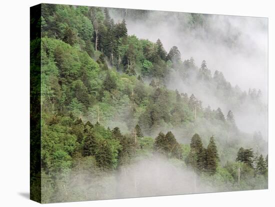 USA, Tennessee, North Carolina, Great Smoky Mountains National Park-Zandria Muench Beraldo-Stretched Canvas