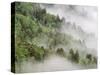 USA, Tennessee, North Carolina, Great Smoky Mountains National Park-Zandria Muench Beraldo-Stretched Canvas