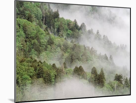 USA, Tennessee, North Carolina, Great Smoky Mountains National Park-Zandria Muench Beraldo-Mounted Photographic Print